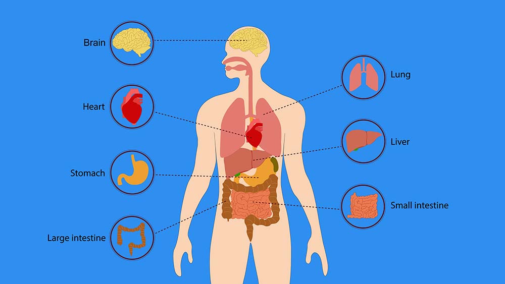 Can edibles damage the liver