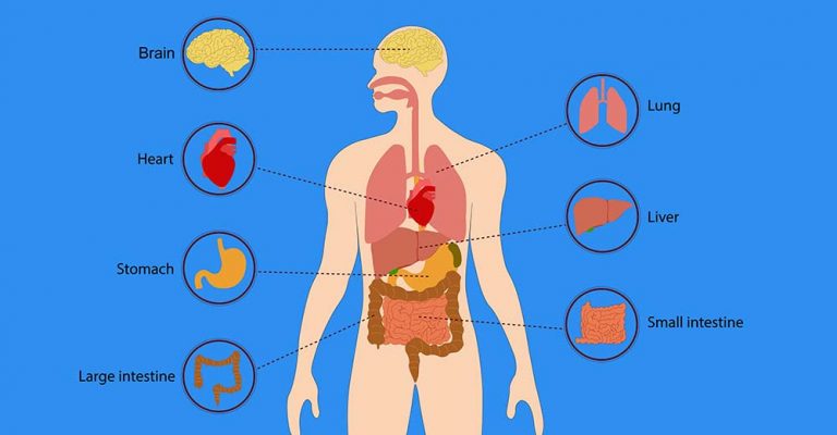 Can edibles damage the liver