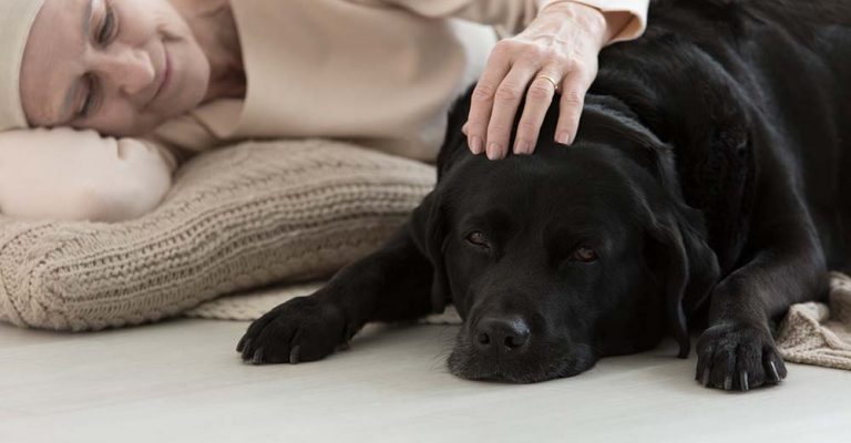 what happens if a dog eats human vomit